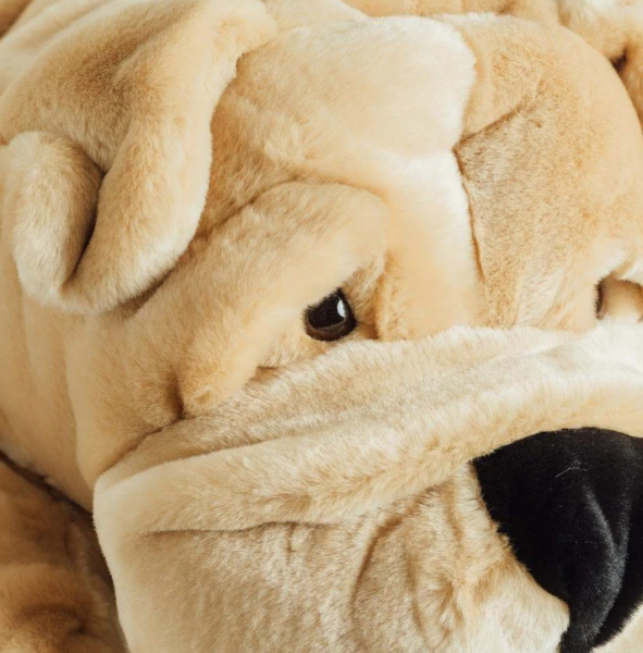 CHIEN HECTOR