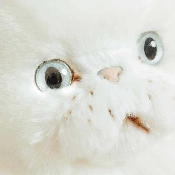 CHAT OSCAR