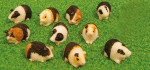 COCHONS DINDE