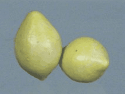 PETIT CITRON
