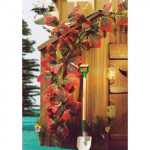 TIGE DE FEUILLES MONTANTES TYPE LIERRE (AUTOMNE)