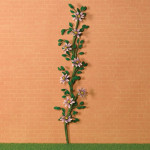 FLEUR MONTANTE CLEMATITE