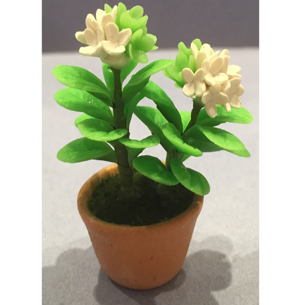 HORTENSIA (BLANC) POT ROND