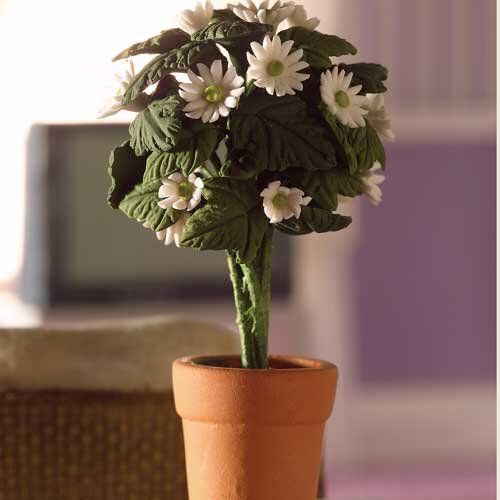 POT DE MARGUERITES BLANCHES