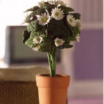 POT DE MARGUERITES BLANCHES