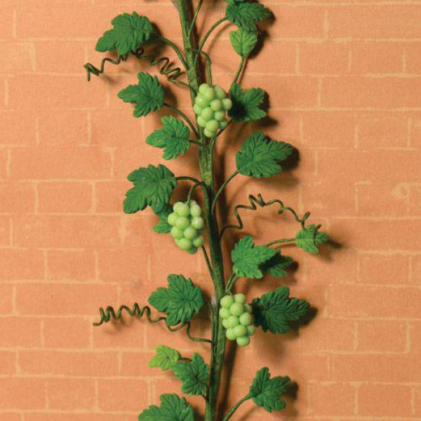 TIGE VIGNE RAISINS
