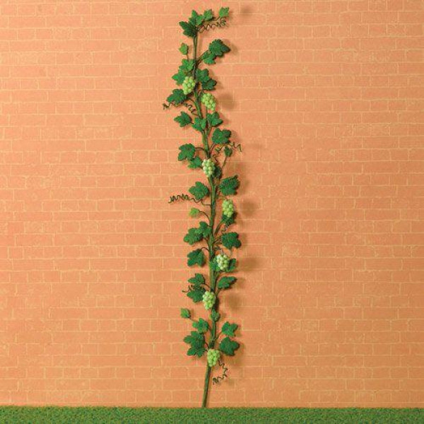 TIGE VIGNE RAISINS