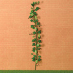 TIGE VIGNE RAISINS