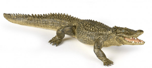 ALLIGATOR