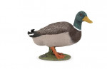 CANARD COLVERT