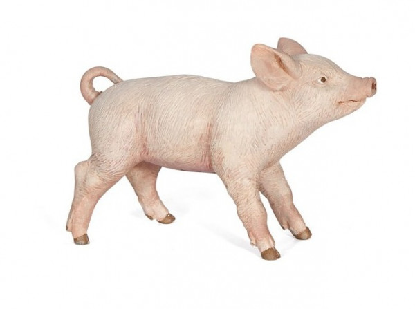 COCHONNET FEMELLE