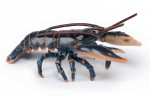 Animaux marins