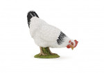 POULE BLANCHE PICORANT
