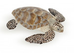TORTUE CAOUANNE