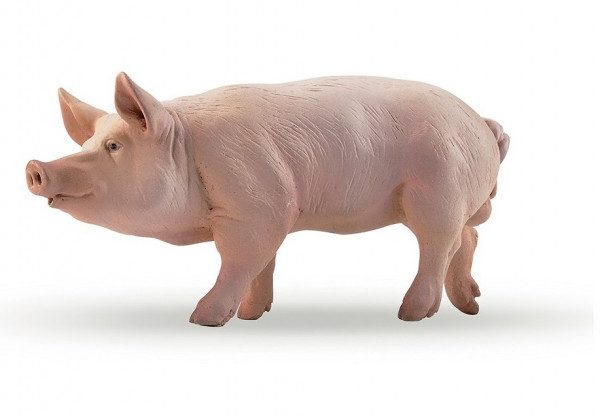 COCHON VERRAT