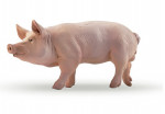 COCHON VERRAT