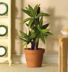 PLANTE VERTE DANS POT